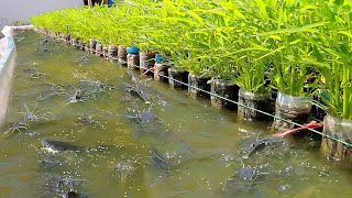 Using 1500 Plastic Bottles for Backyard Aquaponics Farming Fresh Fish and Growing Water Convolvulus [upl. by Noseyt989]