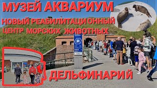 Литва НАЧАЛА ЭКОНОМИТЬ БЕСПЛАТНЫЙ день МОРСКОЙ музей аквариум Дельфинарий klaipėda delfinariumas [upl. by Carleen]