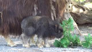 Jungtier Moschusochse  Tierpark Bern [upl. by Jessalin]