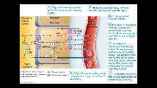 Urology Lecture a06 [upl. by Aihsakal520]