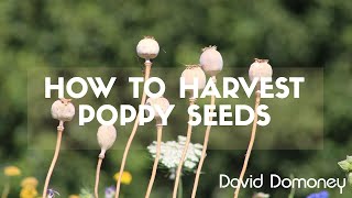 How to harvest poppy seeds with David Domoney [upl. by Leval]