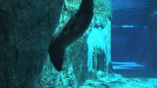 Tarongas Leopard Seals Learn Their Song [upl. by Nylidnarb]