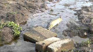 Pike at Doxey Marshes [upl. by Diann]