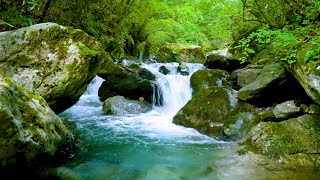 Mountain Stream Flowing 247 Forest Stream Flowing Water White Noise Nature Sounds for Sleeping [upl. by Karon843]