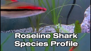 Roseline Shark Species Profile [upl. by Acilejna]