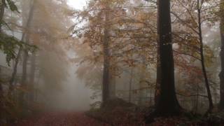 Relaxing Autumn Forest  Leaves Falling From Trees Fog and Rain in Colorful Forest  8 Hours [upl. by Ttoile250]