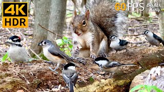 Cat TV for Cats to Watch 😺 Countless Birds and Squirrels 🐿 8 Hours 4K HDR 60FPS [upl. by Sane415]