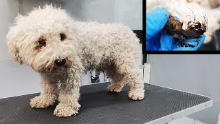 Grooming NEGLECTED dog with WEIRD thing in his ear he was almost deaf [upl. by Ecadnarb990]