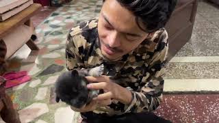 Puppies Ki Eyes Khul Gye  Dog can talk part 189  Roxycheeni  Cheeni ke puppies  Review reloaded [upl. by Naitsirhc]