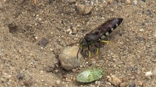 Horse Guard Wasp Digs Den Cicada Killers Painted Turtle Fungi [upl. by Beaufort94]