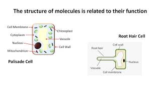 Biology Paper 1 Revision [upl. by Conchita]