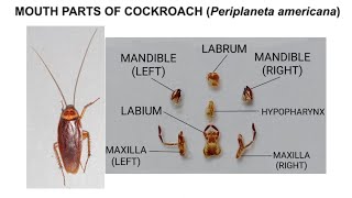 DISSECTION OF COCKROACH Periplaneta americana MOUTH PARTS [upl. by Otrebor898]