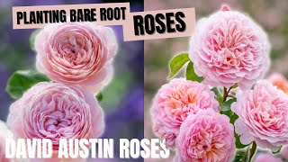 Planting Bare Root David Austin Roses 🌹💗🌹 Queen of Sweden amp Eustacia Vye [upl. by Gnav]