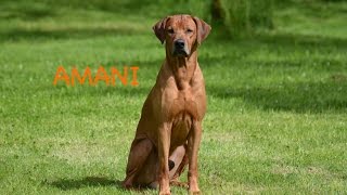 TRAUMHUND RHODESIAN RIDGEBACK [upl. by Gifferd]