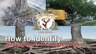 Identify girdling roots and compacted soil [upl. by Aisela974]