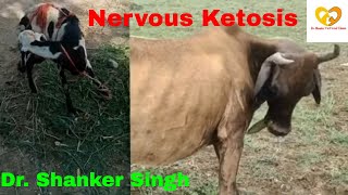 Hypoglycemia  Low blood Sugar  Nervous Ketosis Cow  Diagnosis and Treatment [upl. by Melgar]