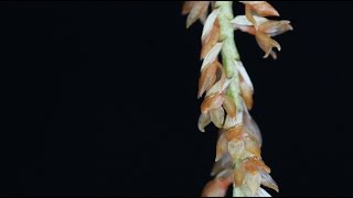 Dendrochilum convallariiforme [upl. by Cheyne]