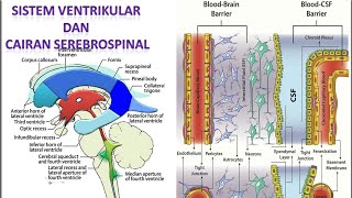 Video 55 Sistem Ventrikular dan Cairan Serebrospinal [upl. by Iznek]