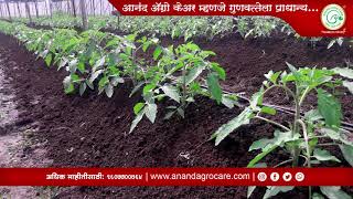 Anand Agro Careटोमॅटोच्या सशक्त वाढीसाठी डॉ बॅक्टोज बॅक्टो किट For healthy growth of plant [upl. by Chappie]