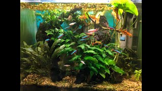 Aquarium Update 2024  Rapa Nui Nano Jungle Tank Gold Barbs amp Cardinals [upl. by Jerrome]