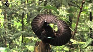 Victorias Riflebird [upl. by Hsaka]