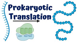 Prokaryotic Translation Initiation [upl. by Brunn601]