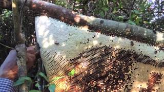 Rafter BeekeepingCambodianstyle [upl. by Acinyt]