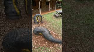 Giant leeches of Dorrigo National Park [upl. by Nauqaj]