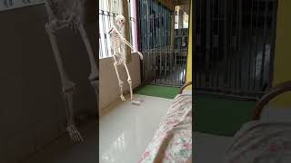 skeleton my home dance [upl. by Adriell309]