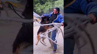 💥K9 German Shepherd Attack STRAZHODESSA Dog training Odessa 2024 [upl. by Nairot588]