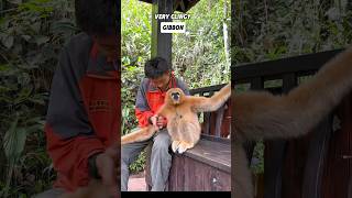 This gibbon gets along well with humansanimals [upl. by Ientruoc]