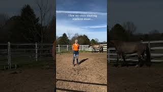 animalshorts singersongwriter horse countrymusic [upl. by Eillod]