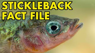 Stickleback Fact File British Wildlife Facts [upl. by Joe]