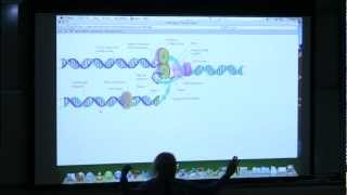 16 BB 350 DNA Replication I  Kevin Aherns Biochemistry Online [upl. by Ogaitnas215]