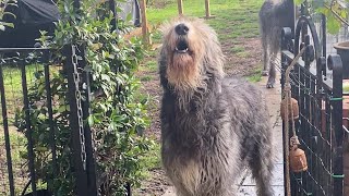 Irish Wolfhounds Howling [upl. by Caterina]