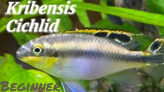 Beginner Kribensis Cichlid care [upl. by Rooker797]