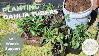 Planting Dahlia Tubers Best Practices for Soil Ammendments Weed Supression and Bloom Support [upl. by Iroj]