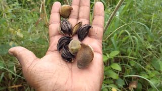 Garuda mukku plant usestelukondi kayaAmazing uses of float nuts [upl. by Eirtemed631]