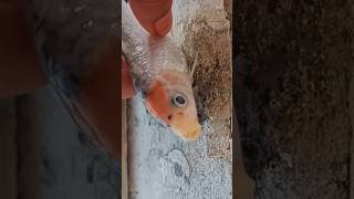 Koi carpfish Pregnant lost her life during pregnancy RIP animals [upl. by Nesrac]