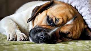 LIVE 🐶 Deep Sleep Dog Music🎵Relaxing Music to Relieve Dog Stress Dog Sleep Music💖Dog Calming Music [upl. by Ardna]