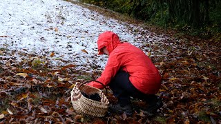 ENVIRONNEMENT  Bien cueillir pour mieux prévenir  les conseils dun mycologue local [upl. by Hannala721]