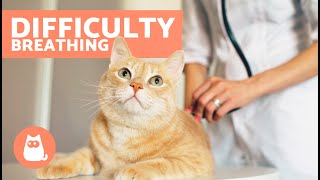 My CAT Has DIFFICULTY BREATHING 🐱 Causes and Solutions [upl. by Millwater]