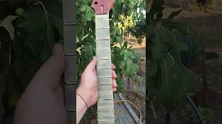 ReFreting the Ibanez Rg guitar luthier promotion electricguitar ibanez asmr [upl. by Roma]