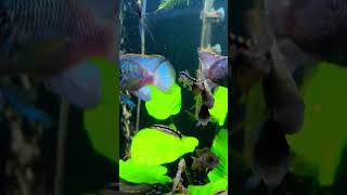 The 150g community tank aquarium cichlid fishtank tropicalfish plants fish shorts short [upl. by Efram]