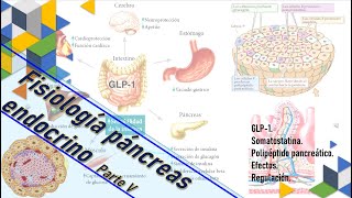 Fisiología Páncreas endocrino pt V IGF1 Somatostatina Polipéptido pancreático efectos [upl. by Nyrhtakyram]