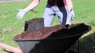 Potting up Rhododendrons at Kincaids Nursery Part 4 From the Propagation Bed to the Pot [upl. by Tien]