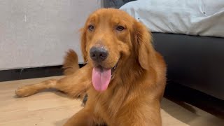 Golden retriever has no weekend plans [upl. by Law]