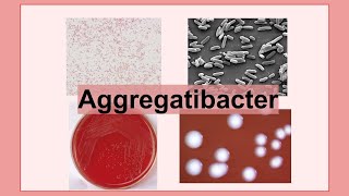 Aggregatibacter [upl. by Hutchings]