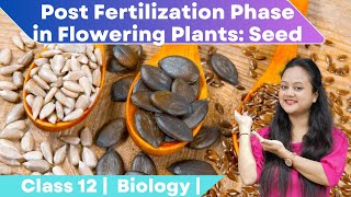 Post Fertilization Phase in Flowering Plants  Seed  Class 12 Biology [upl. by Stetson593]