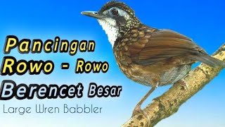 Kicauan Berencet Besar  Poksay Rawa  Large Wren Babbler [upl. by Llaccm]